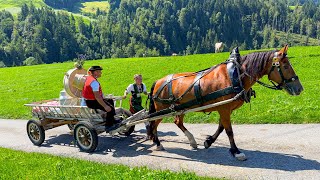 Öberefahre Urnäsch 2023 und Ankunft auf dem heimischen Hof  Alpabfahrten Appenzellerland Schweiz [upl. by Niehaus]