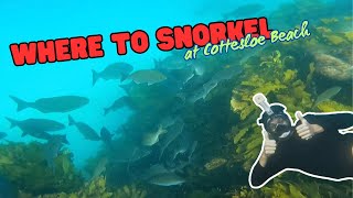 Where to snorkel at Cottesloe Beach [upl. by Lydon]