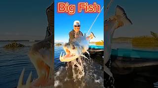 Monster Fish BlacktipH animals wildlife shorts trending explore viral [upl. by Nnor]