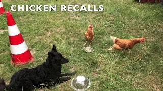 Dog Training Using Recallers Games Is CHICKTASTIC [upl. by Ealasaid]