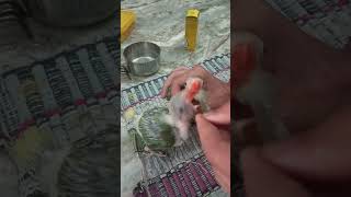 baby parrot handfeeding shortfeed parrot alexandrineparrot viralvideo information [upl. by Cynth]