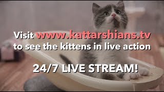 Kattarshians is live [upl. by Longmire]