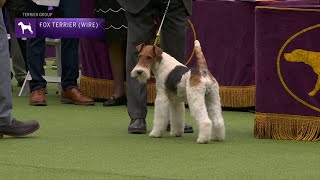 Fox Terriers Wire  Breed Judging 2023 [upl. by Ylecic260]