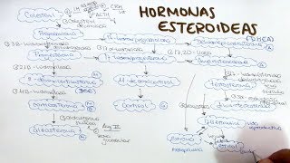 Síntesis de hormonas esteroideas aldosterona cortisol DHEA androstenediona testosterona estrogenos [upl. by Levona]