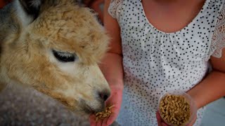 Texas’s Favorite Alpaca Ranch  Black Barn Alpacas  Floresville TX [upl. by Veriee]