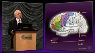 The Neuroanatomy of ADHD and thus how to treat ADHD  CADDAC  Dr Russel Barkley part 1c [upl. by Cinnamon]