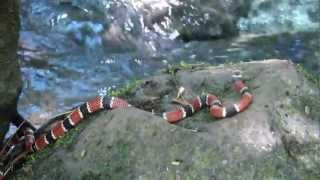 quotLA SERPIENTE CORAL ROJA Y NEGRA  quotTHE RED AND BLACK CORAL SNAKEquot Especie Micrurus corallinusquot [upl. by Tiebout10]