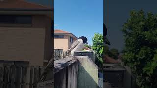 Friendly butcher bird hanging out ☀️ birds butcherbird australia nature [upl. by Enicar]