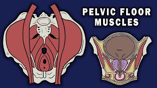 PELVIC FLOOR MUSCLES [upl. by Olinad22]