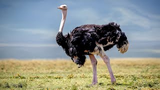 Ostrich The Worlds Largest Bird  Documentary [upl. by Garber374]