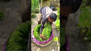 Paan patta🍃 farming🤔। making farming shorts [upl. by Atcele]