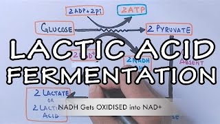 Lactic Acid Fermentation  Detailed [upl. by Nhguahs]