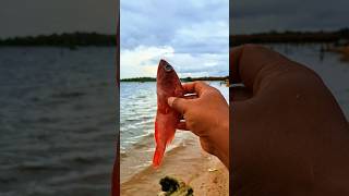 Found dead red grouperfish on the beach shorts viralvideo fish grouperfish [upl. by Anauqaj927]