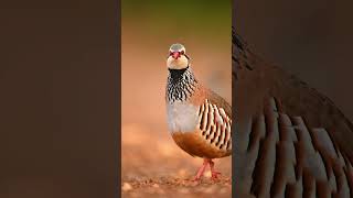 Cute little French partridgeRedlegged partridge wildlife birdsofspain coevolution [upl. by Gavrilla]