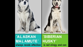 Alaskan Malamute Vs Siberian Husky Which Dog Makes a Better Pet [upl. by Orvas]