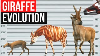 Giraffe Evolution  In one minute [upl. by Shanleigh]