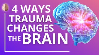 How Trauma and PTSD Change the Brain [upl. by Ilan687]