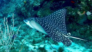 Diving in Port Antonio Jamaica [upl. by Mack559]