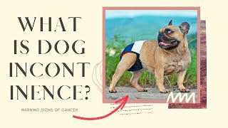 What is dog 🐶 incontinence [upl. by Aerdma248]