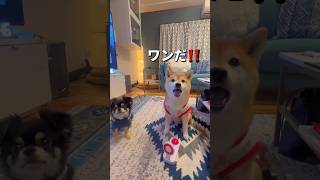 なんちゃってクイズ😂柴犬 チワワ shorts [upl. by Nomael]