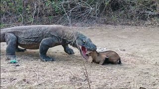 Dragão de komodo comendo devorando bezerro filhote de vaca [upl. by Nonek]