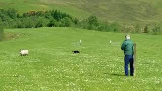 Sheepdog Trial in Scotland [upl. by Erik]