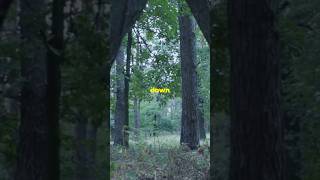 The Whispering Pines A Hikers Haunting Tale pinewoods [upl. by Eckblad]