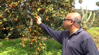 Organic Kumquats  Harvest of the Month  San Diego Farm to School [upl. by Gabriello]