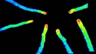 Calcium Oscillations in the Arabidopsis Thaliana Pollen Tube [upl. by Zaria]