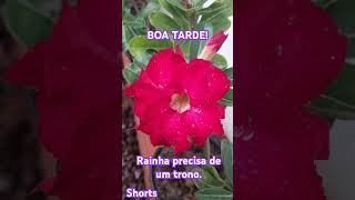 boatarde rd shortsvideos shorts adenium plantas flores presentededeus inenarrável linda [upl. by Eiggem]