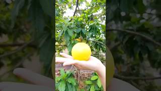 Pouteria Caimito fruit Vú sữ hoàng kim fruit garden farming [upl. by Hugues]