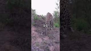 Leopard vs dogo argentino wildlife leopard edit dogoargentino [upl. by Eidualc]