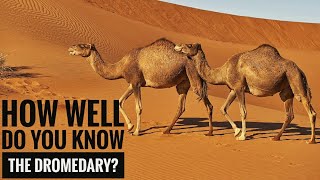 Dromedary  Description Characteristics and Facts [upl. by Akihsat842]