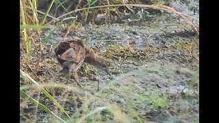 Baillons Crake  Zapornia pusilla Dhanuri Wetlands 9th Oct 2024 [upl. by Welby643]