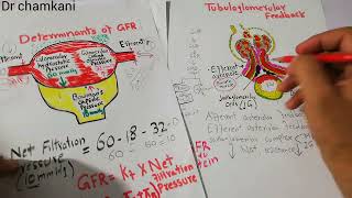 Renal system 79  How high protein intake increases renal blood flow and GFR [upl. by Acinahs]