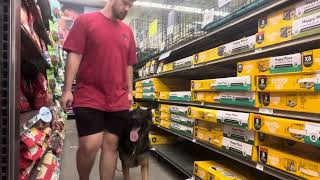 Lurko heeling in a pets store [upl. by Alram]