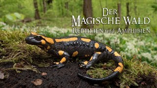 Der Magische Wald Reptilien und AmphibienNatur Doku [upl. by Rodmann]