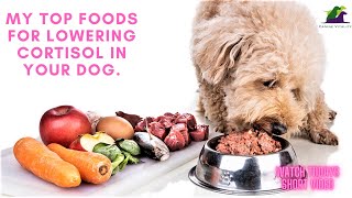 My Top Foods To Lower CORTISOL In Your Dog [upl. by Reiter711]