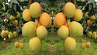 Mango Farming to Harvesting Mango and then processing mango and packaging mango into mango factory [upl. by Airdnassac]