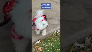 🦋 My Dog Playing Pretend butterfly butterflydog bichonfrise bichon costumedog dogmom dogs [upl. by Morell20]