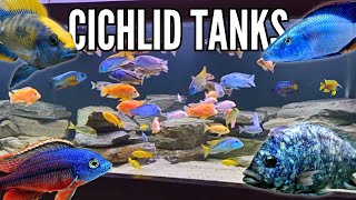 10 Incredible Cichlid Tank Setups Peacocks amp Hap Cichlids [upl. by Yasibit]