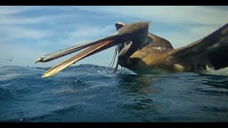 Pelicans Diving  Slow Mo [upl. by Essej]