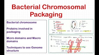 Bacterial Chromosomal Packaging and chromosomal capture techniques  CSIRJRF  ICARNET Hindi [upl. by Elyse]