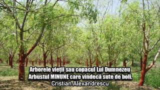 Arborele Vietii Sau Copacul Lui Dumnezeu  Arbustul Minune Care Vindeca Sute De Boli [upl. by Amerigo]