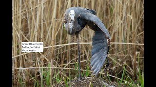 Bobolink heron owlet warblers and many more Montezuma New York 532024 [upl. by Muriah]