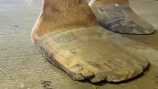 LONG HOOVES get treated by JOURNEYMAN FARRIER [upl. by Bamford]