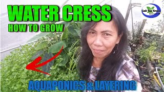 HOW TO GROW WATERCRESS Aquaponics amp Ground Layering Technique [upl. by Sander106]