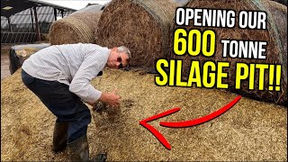 600 TONNE SILAGE PIT OPENED amp A Cow Gets His Head Stuck [upl. by Anthiathia]