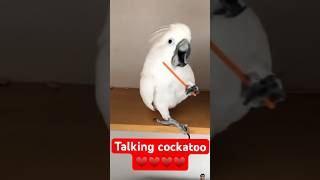 Bird of paradise care  Cockatoo Care The Essentials You NEED to Know [upl. by Thorfinn168]