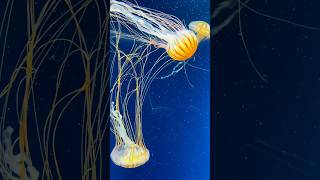 ജാപ്പനീസ് Sea nettle ജെല്ലിഫിഷ്  Chrysaora pacifica shortsjellyfishjapan [upl. by Atteselrahc724]